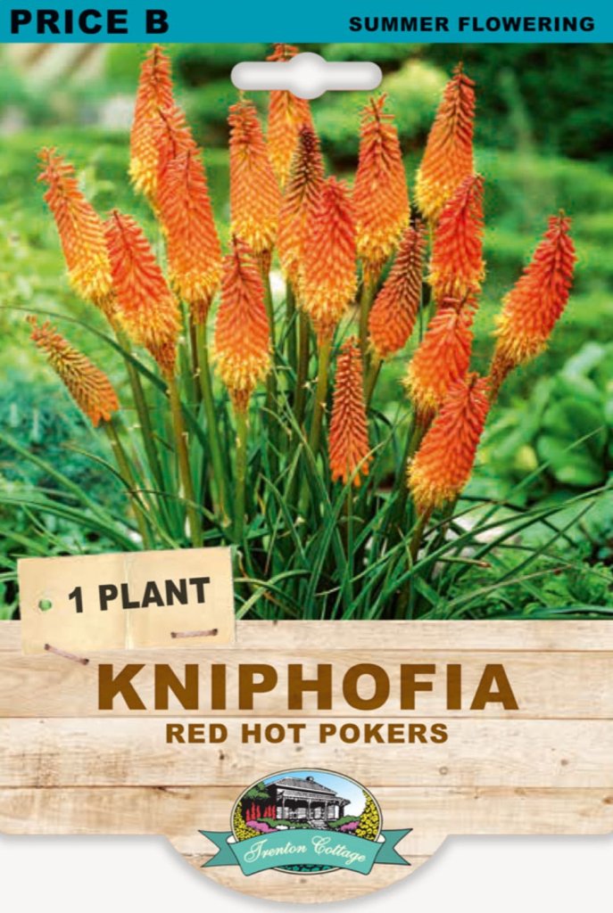 Kniphofia Red Hot Pokers (Pack of 1 Plant) - Happy Valley Seeds