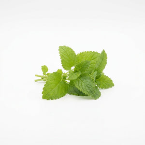 Lemon Balm seeds (Organic)