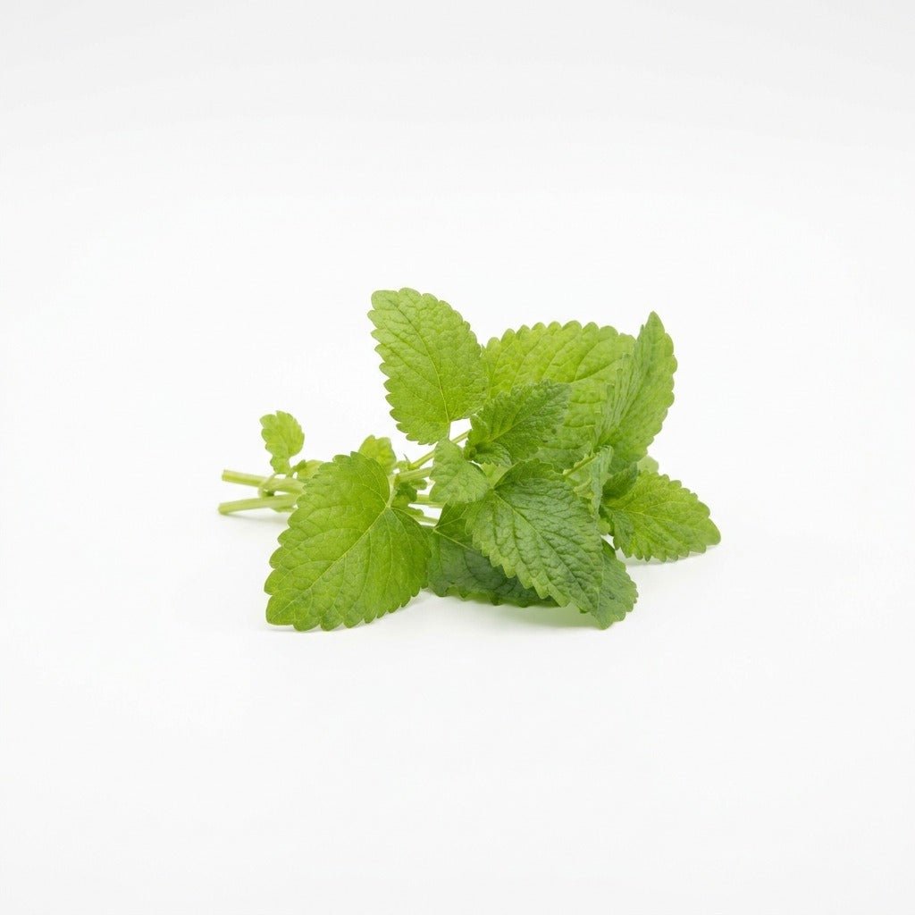 Lemon Balm seeds (Organic) - Happy Valley Seeds