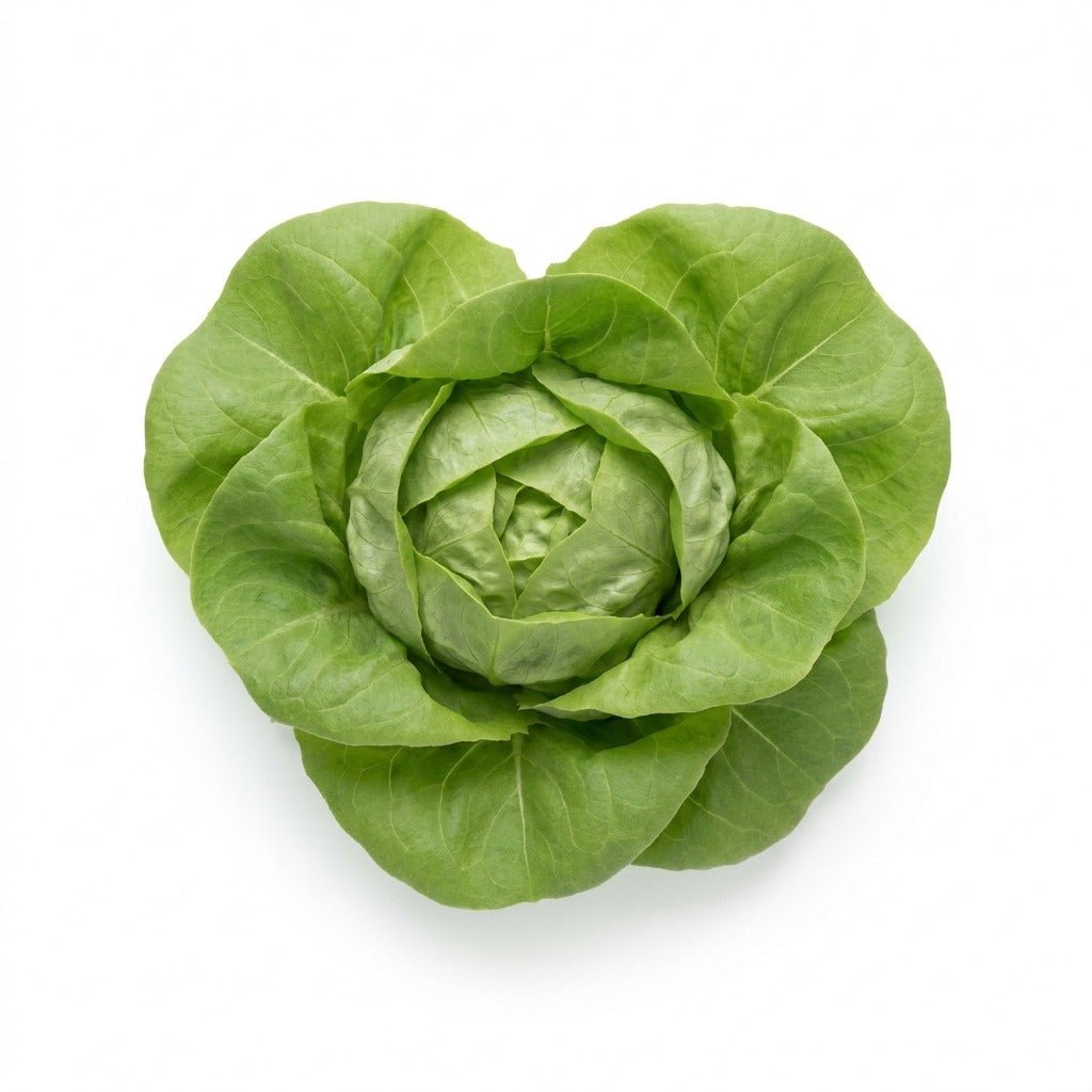 Lettuce - Buttercrunch seeds (Organic) - Happy Valley Seeds