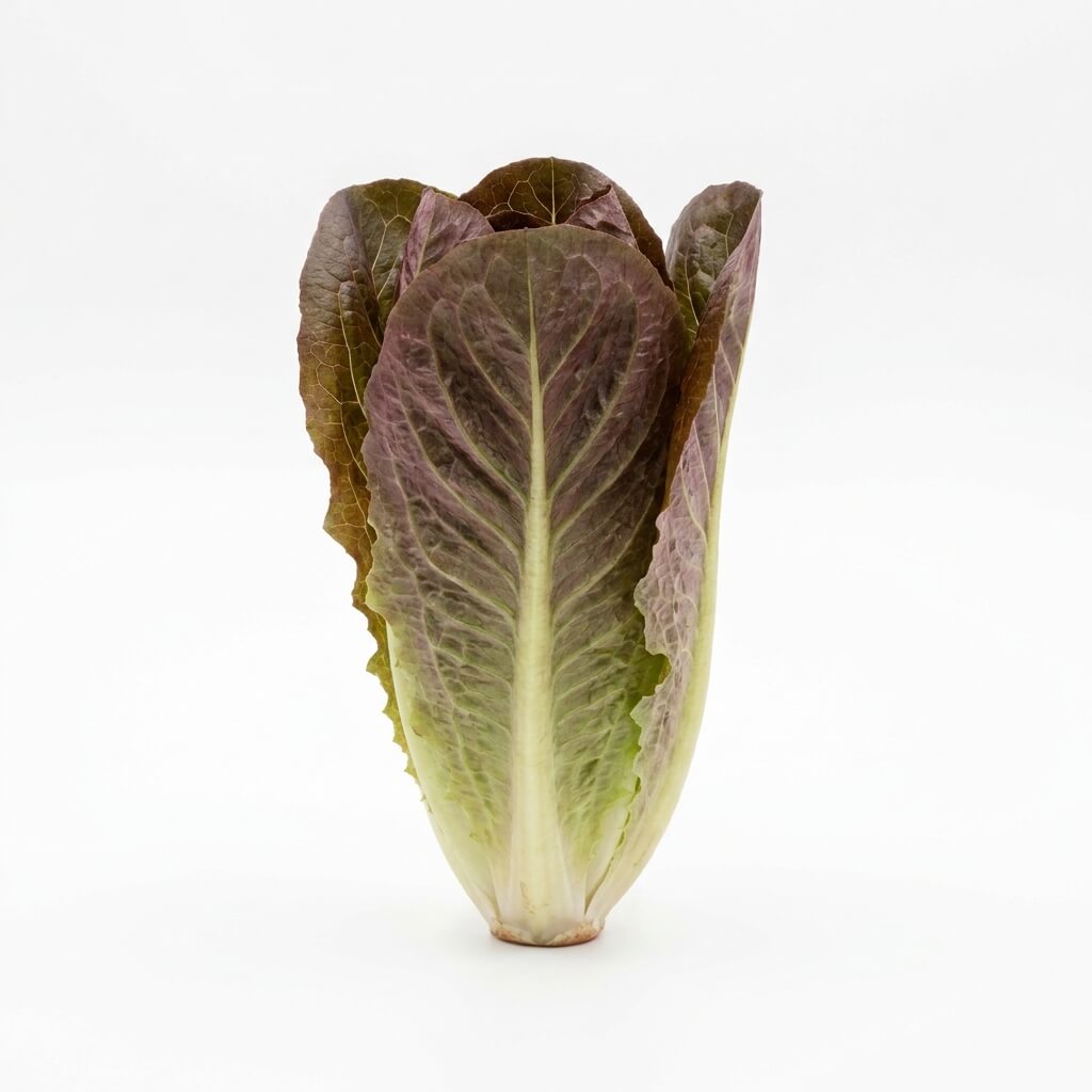 Lettuce - Romaine Red seeds