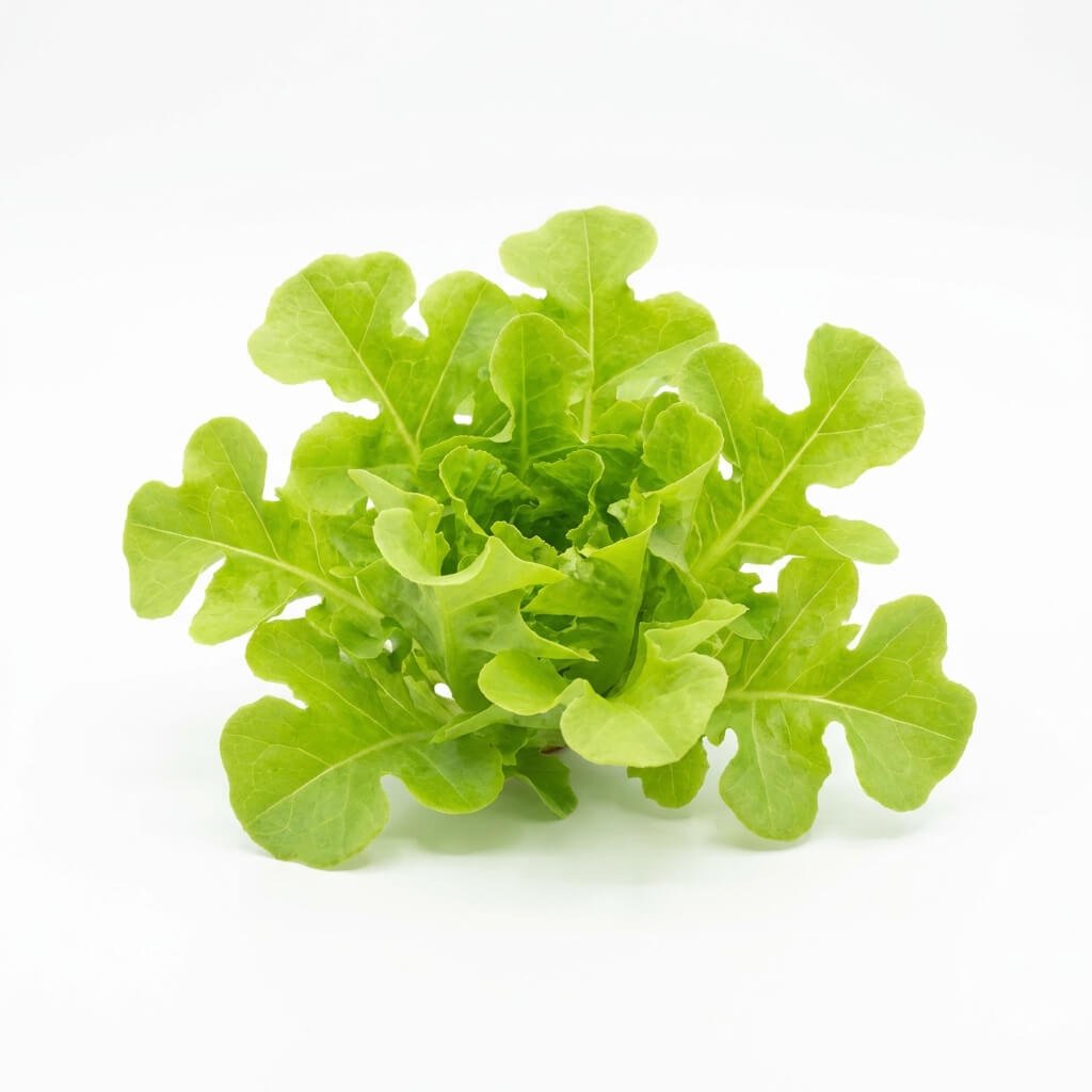 Lettuce - Salad Bowl Green seeds (Organic) - Happy Valley Seeds