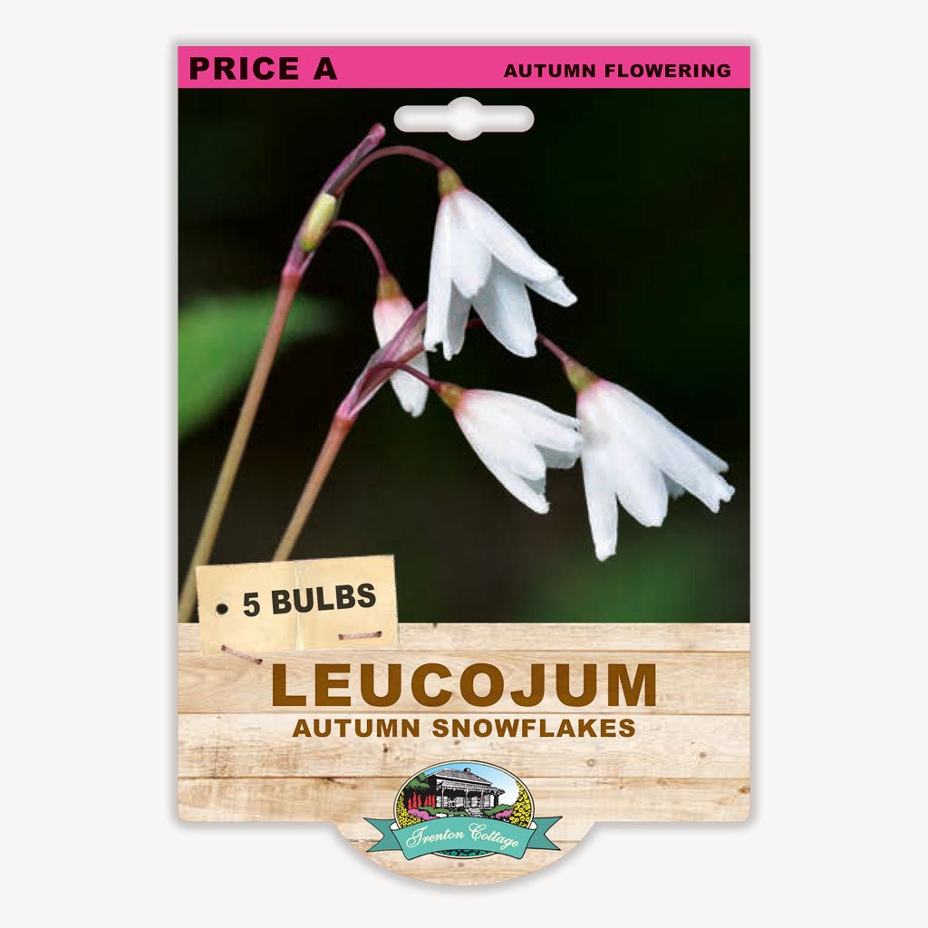 Leucojum - Autumn Snowflakes (Pack of 5 Bulbs) - Happy Valley Seeds
