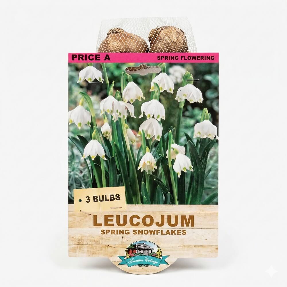 Leucojum - Spring Snowflakes (Pack of 3 Bulbs) - Happy Valley Seeds