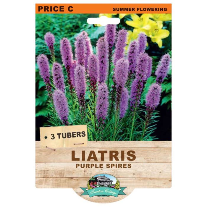 Liatris Purple Spires (Pack of 3 Tubers) - Happy Valley Seeds
