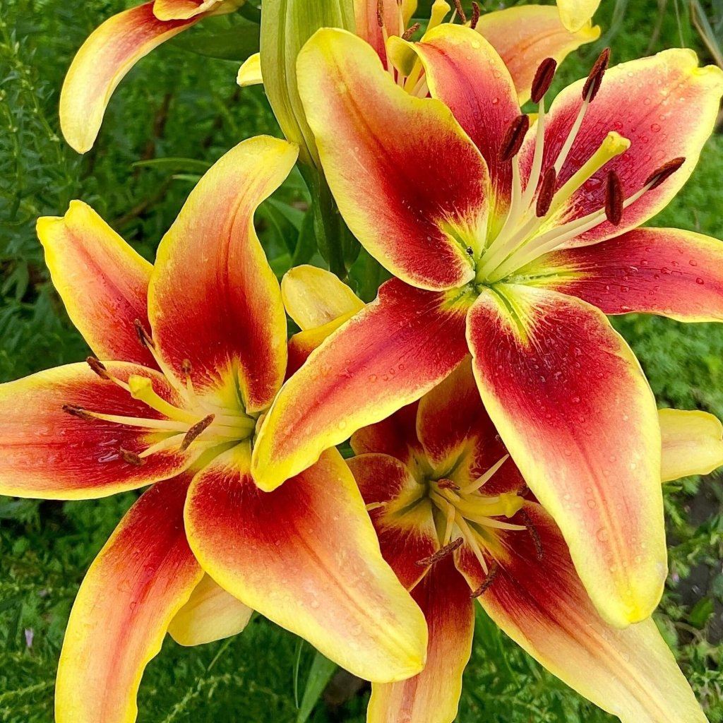 Lilium Aoa Viva La Vida (Pack of 2 Bulbs) - Happy Valley Seeds