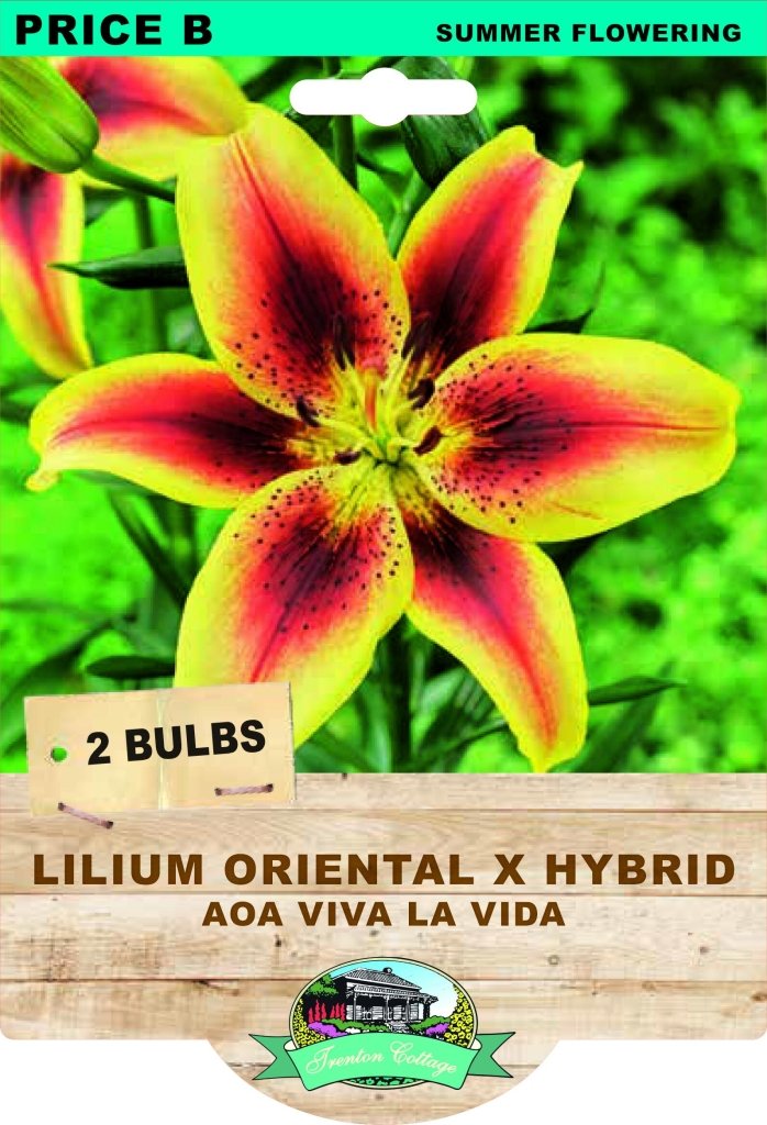 Lilium AOA Viva LA Vida (Pack of 2 Bulbs) - Happy Valley Seeds