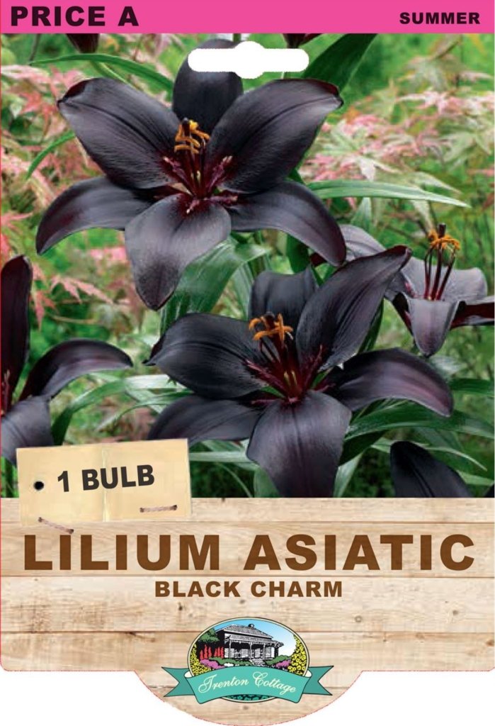 Lilium Black Charm (Pack of 1 Bulb) - Happy Valley Seeds