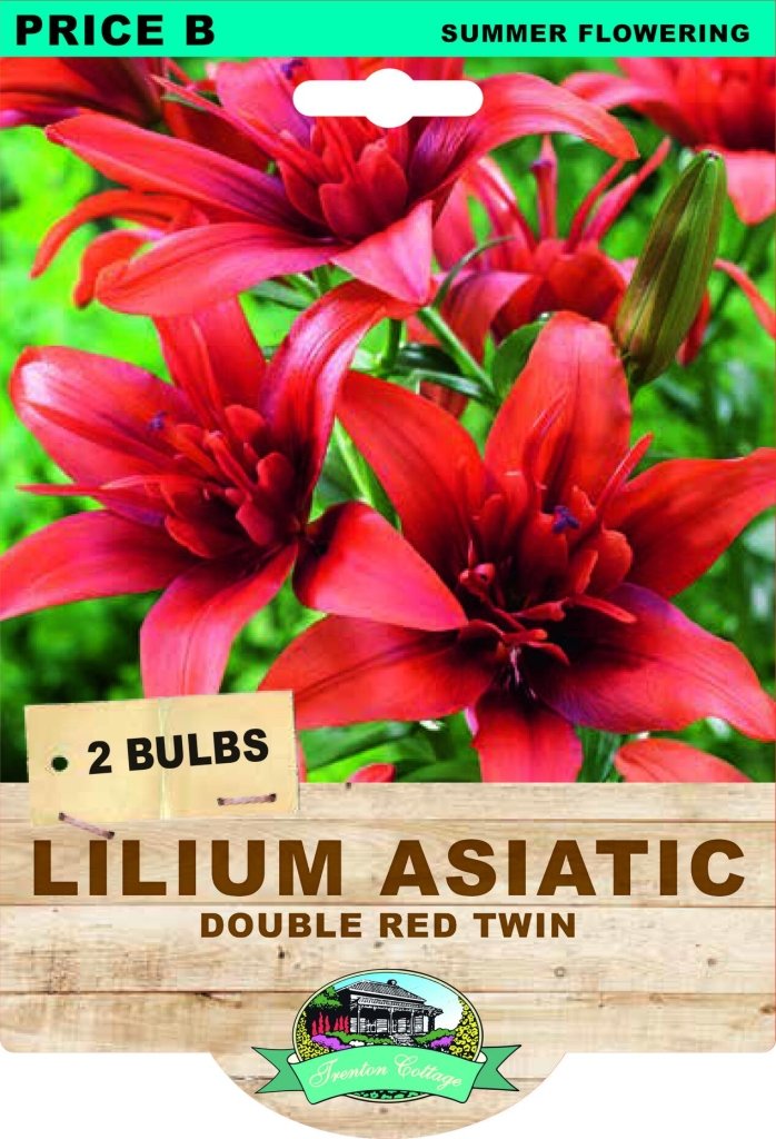 Lilium Double Asiatic Red Twin (Pack of 2 Bulbs) - Happy Valley Seeds