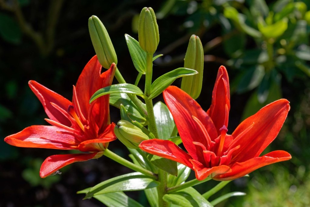 Lilium Double Asiatic Red Twin (Pack of 2 Bulbs) - Happy Valley Seeds