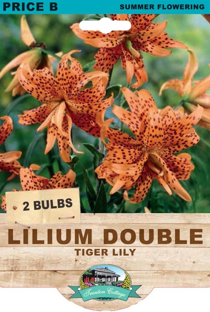 Lilium Double Tiger Lily (Pack of 2 Bulbs) - Happy Valley Seeds