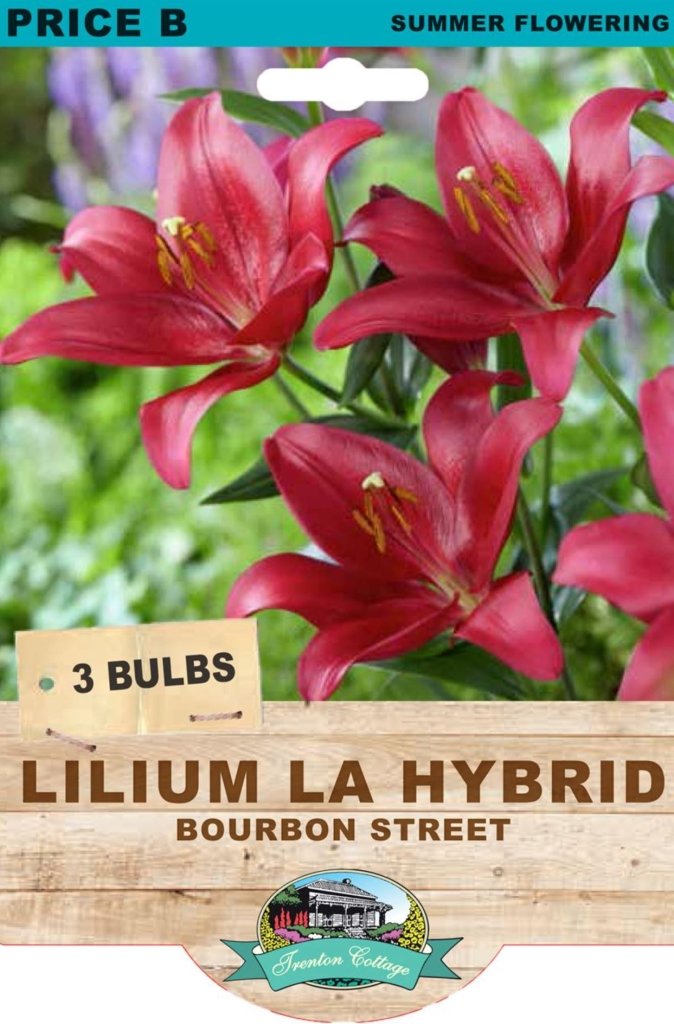 Lilium LA Bourbon Street (Pack of 3 Bulbs) - Happy Valley Seeds