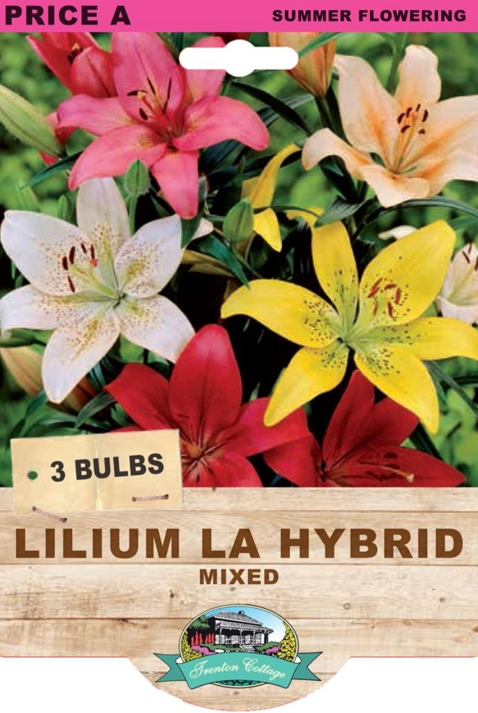 Lilium LA Hybrid Mixed (Pack of 3 Bulbs) - Happy Valley Seeds