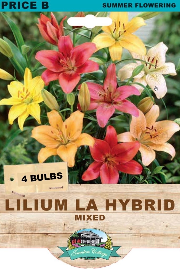 Lilium LA Hybrid Mixed (Pack of 4 Bulbs) - Happy Valley Seeds