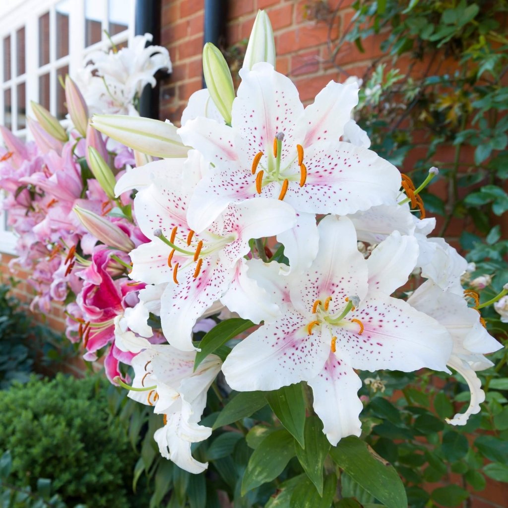Lilium Oriental Muscadet (Pack of 4 Bulbs) - Happy Valley Seeds