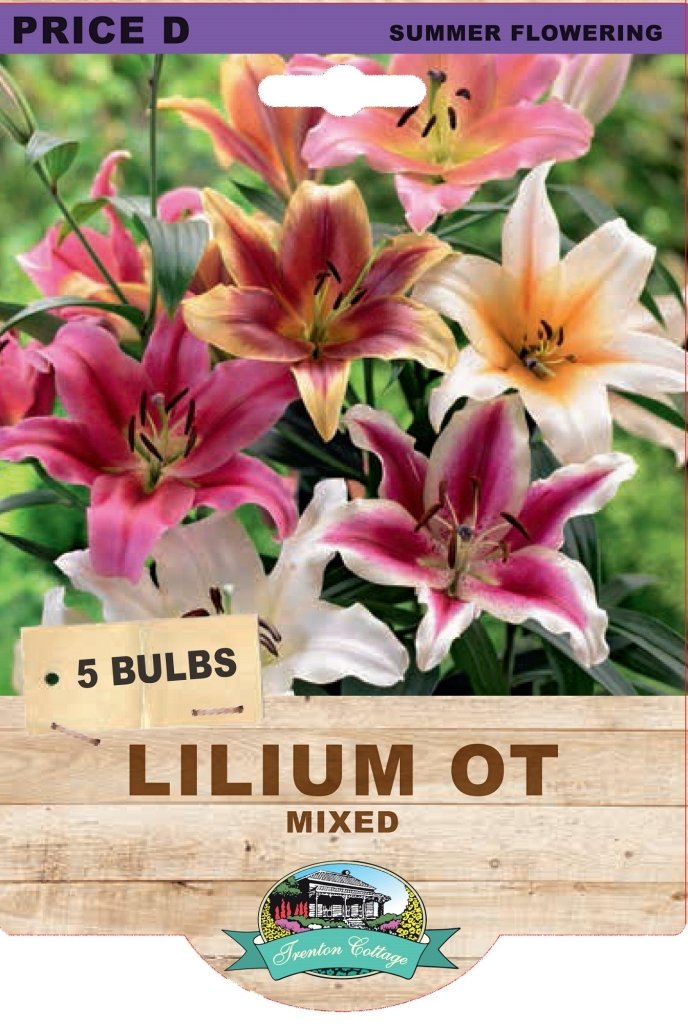 Lilium OT Mixed (Pack of 5 Bulbs) - Happy Valley Seeds