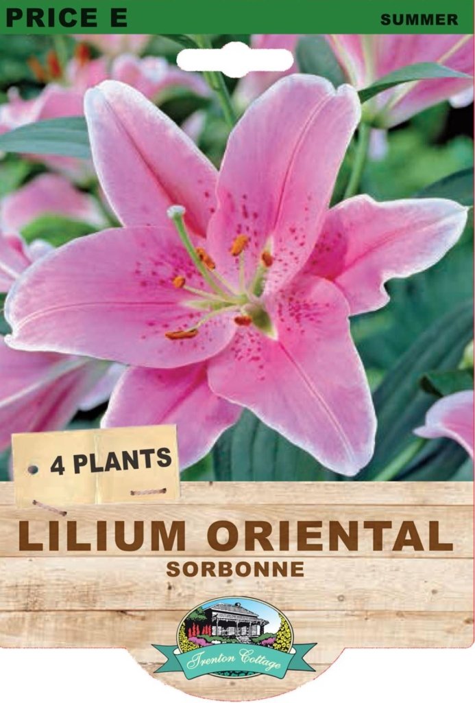 Lilium Sorbonne (Pack of 4 Bulbs) - Happy Valley Seeds