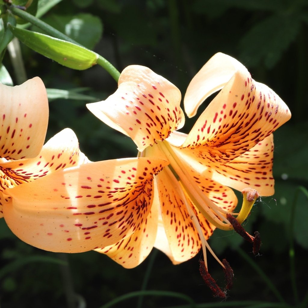Lilium Tiger Babies (Pack of 2 Bulbs) - Happy Valley Seeds