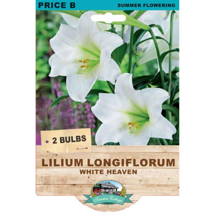 Lilium White Heaven (Pack of 2 Bulbs) - Happy Valley Seeds