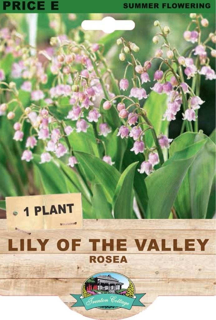 Lily Of The Valley Rosea (Pack of 1 Plant) - Happy Valley Seeds