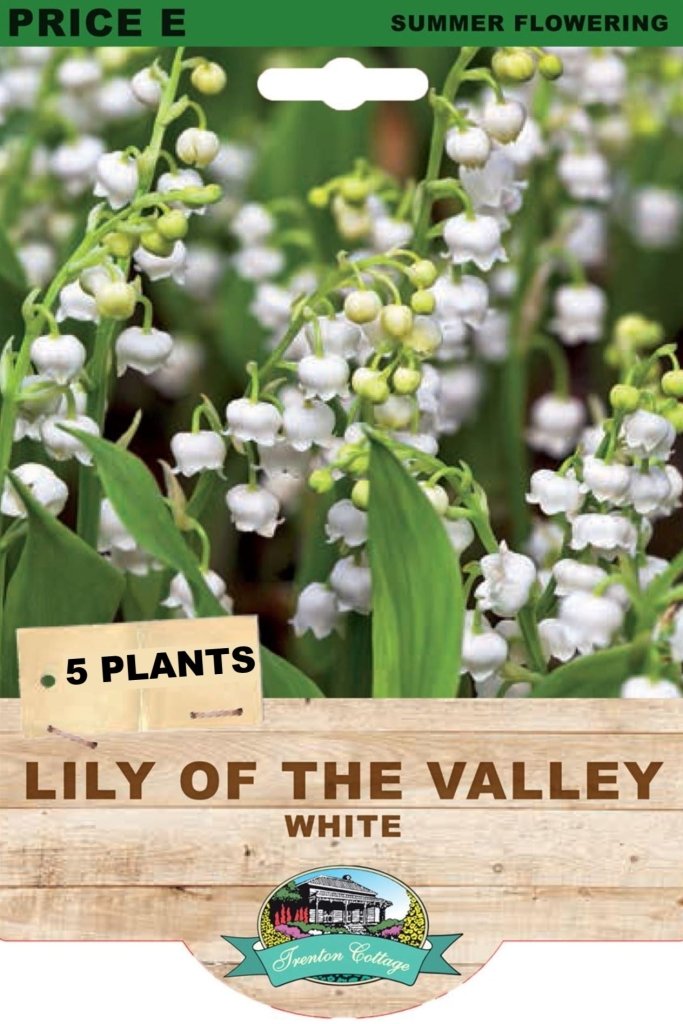 Lily Of The Valley White (Pack of 5 Plants) - Happy Valley Seeds
