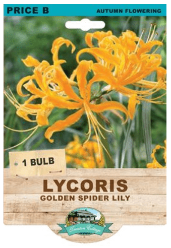 Lycoris Golden Spider Lily (Pack of 1 Bulb) - Happy Valley Seeds