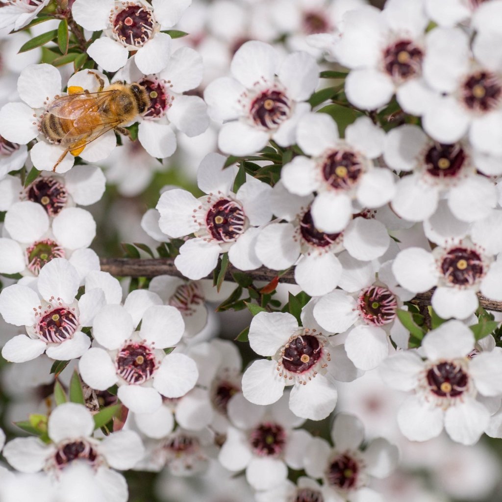 Manuka Honey Tea Tree seeds