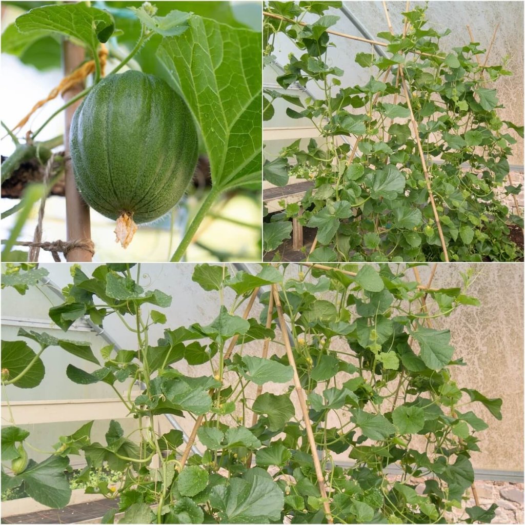 Melon - Petit Gris De Rennes seeds - Happy Valley Seeds