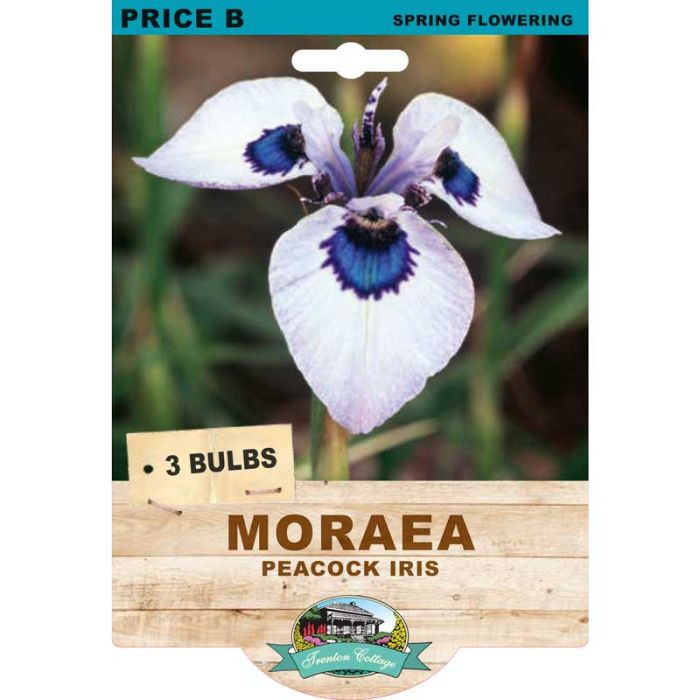 Moraea Peacock Iris (Pack of 3 Bulbs) - Happy Valley Seeds