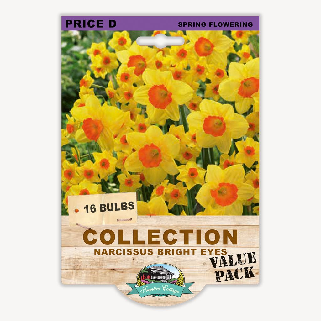 Narcissus Bright Eyes (Pack of 16 Bulbs) - Happy Valley Seeds