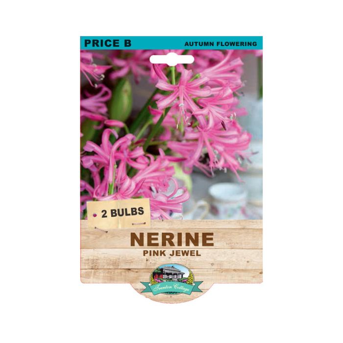 Nerine Pink Jewel (Pack of 2 Bulbs) - Happy Valley Seeds