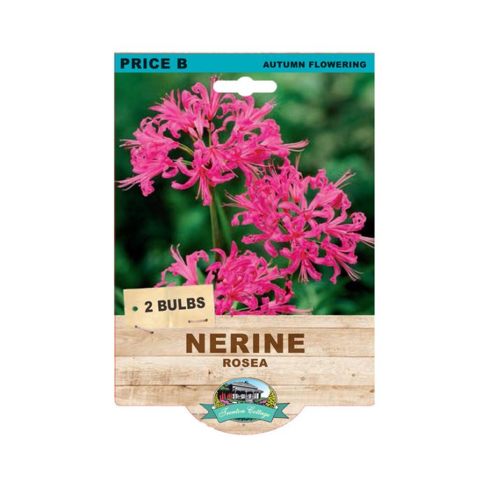 Nerine Rosea (Pack of 2 Bulbs) - Happy Valley Seeds