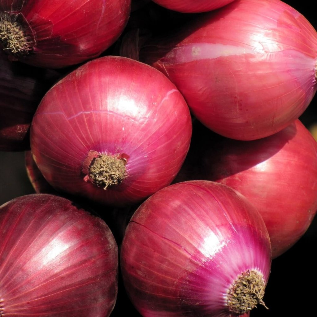 Onion - Rio Red Rocks F1 seeds - Happy Valley Seeds