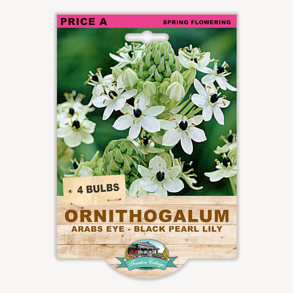 Ornithogalum Arab’s Eye – Black Pearl Lily (Pack of 4 Bulbs) - Happy Valley Seeds