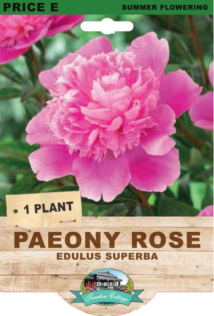 Peony Rose Edulis Superba (Pack of 1 Plant) - Happy Valley Seeds