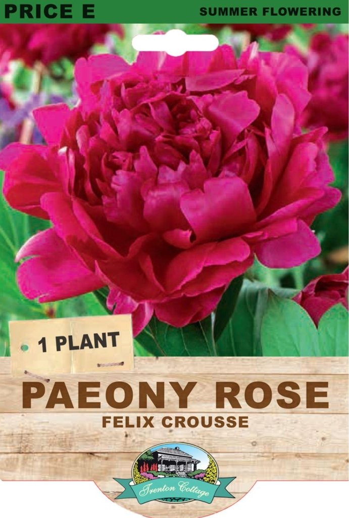 Peony Rose Felix Crousse (Pack of 1 Plant) - Happy Valley Seeds