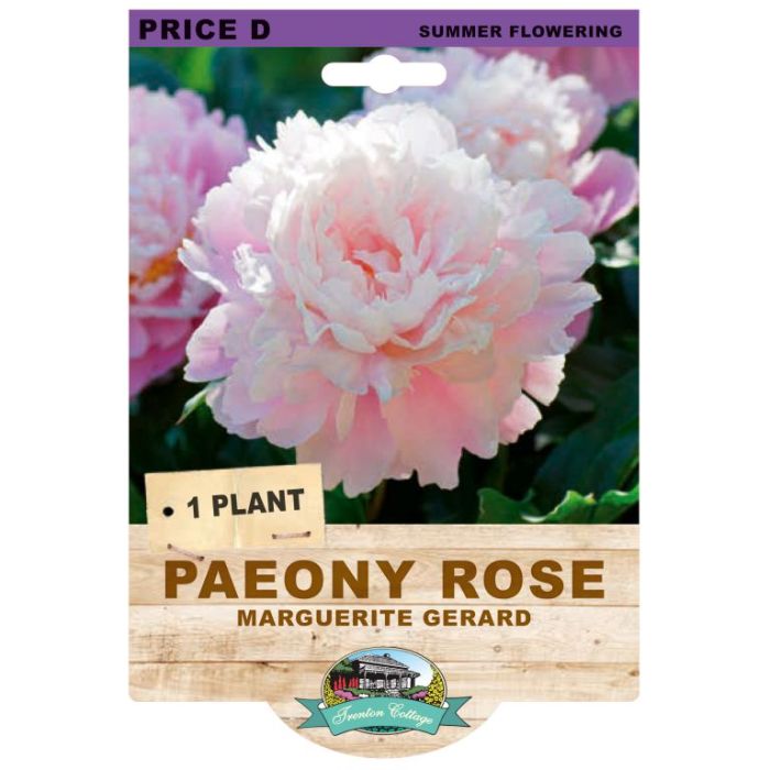 Peony Rose Marguerite Gerard (Pack of 1 Plant) - Happy Valley Seeds