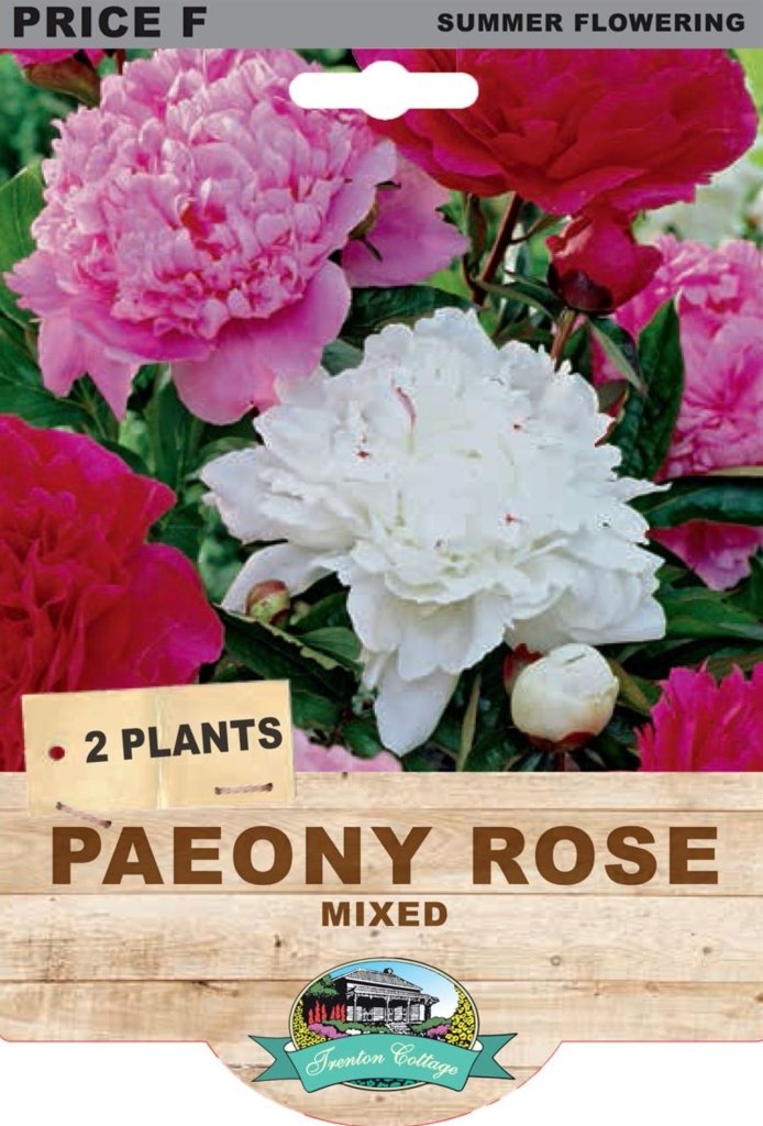 Peony Rose Mixed (Pack of 2 Plants) - Happy Valley Seeds
