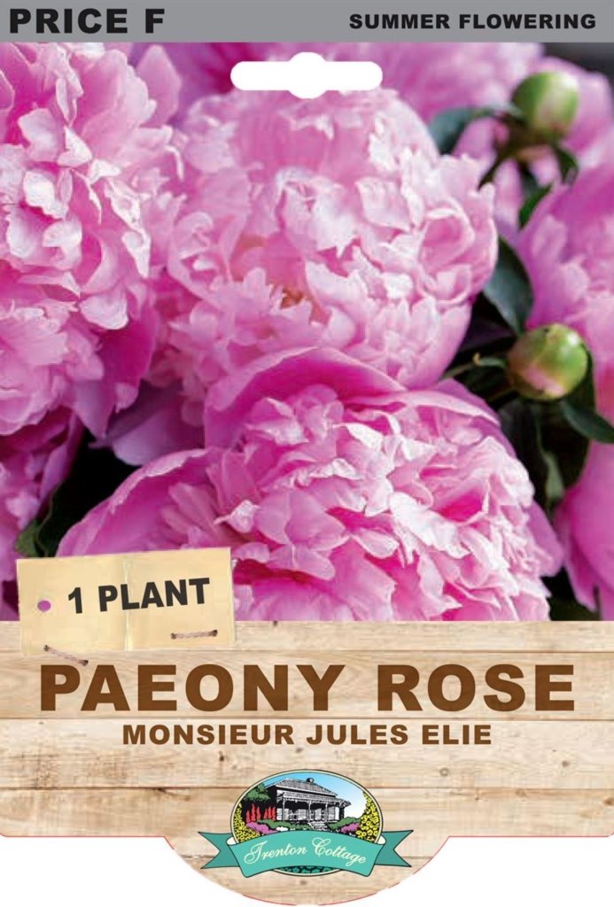 Peony Rose Monsieur Jules Elie (Pack of 1 Plant) - Happy Valley Seeds