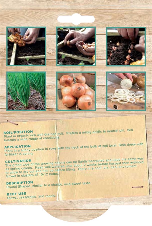 Potato Onion (Pack of 5 Bulbs) - Happy Valley Seeds