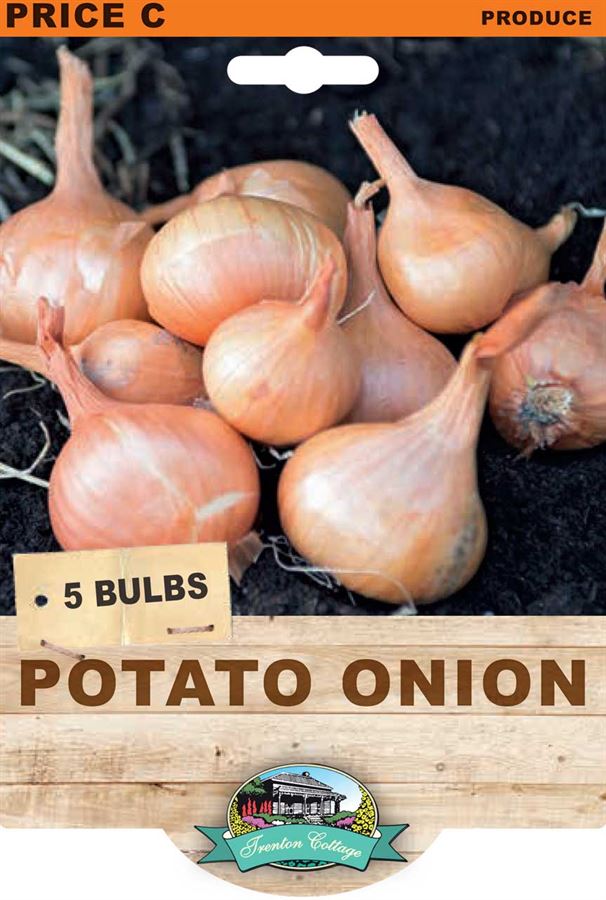 Potato Onion (Pack of 5 Bulbs) - Happy Valley Seeds