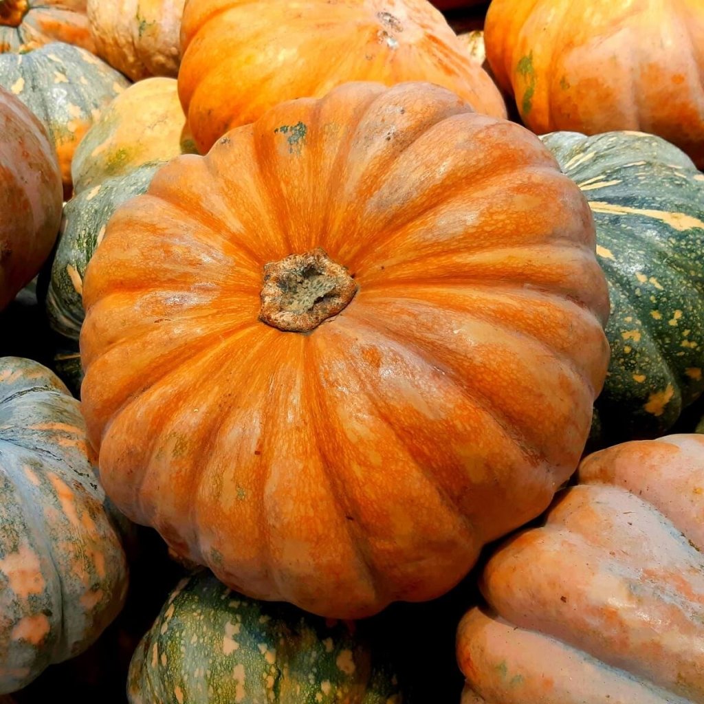 Pumpkin - Australian Butter seeds - Happy Valley Seeds