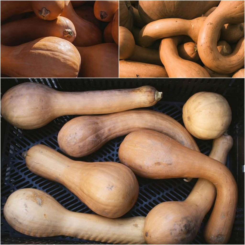 Pumpkin - Crookneck seeds - Happy Valley Seeds