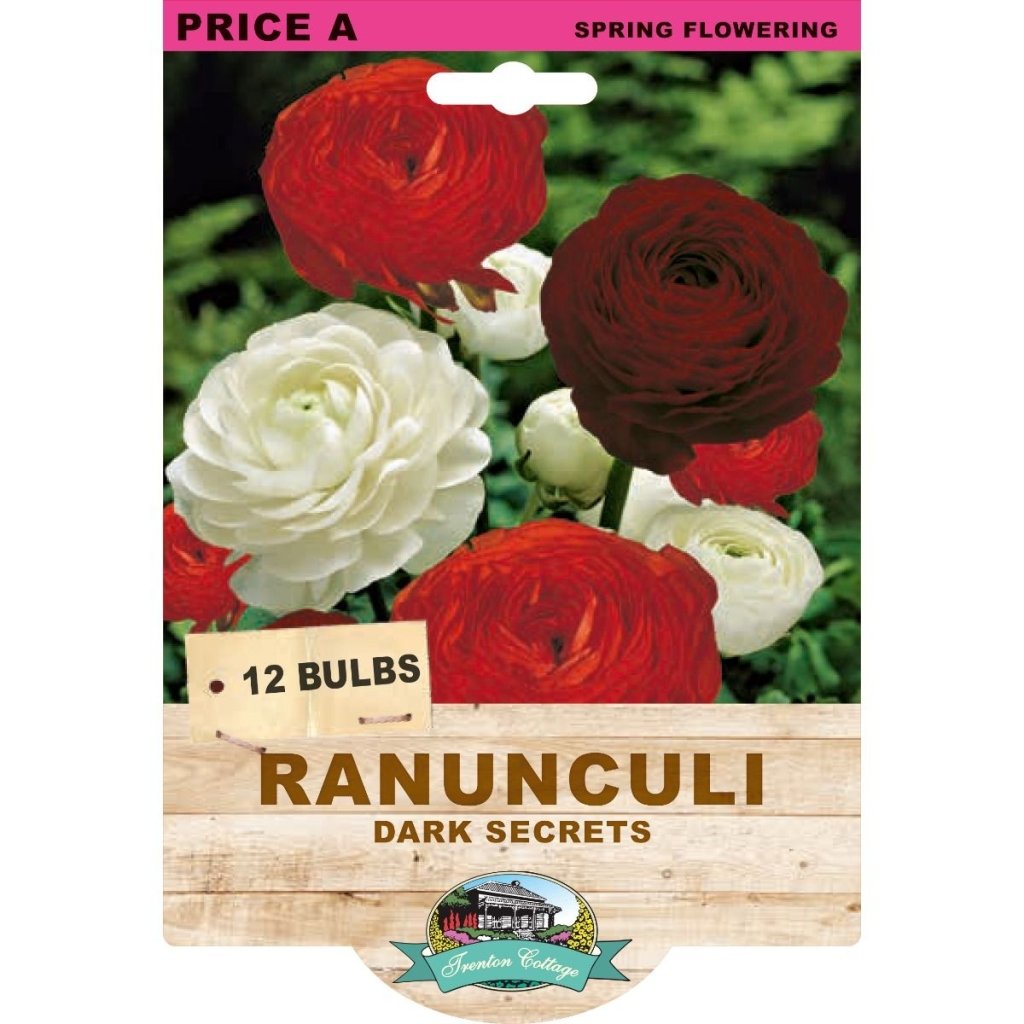 Ranunculi Dark Secrets Mixed (Pack of 12 Bulbs) - Happy Valley Seeds