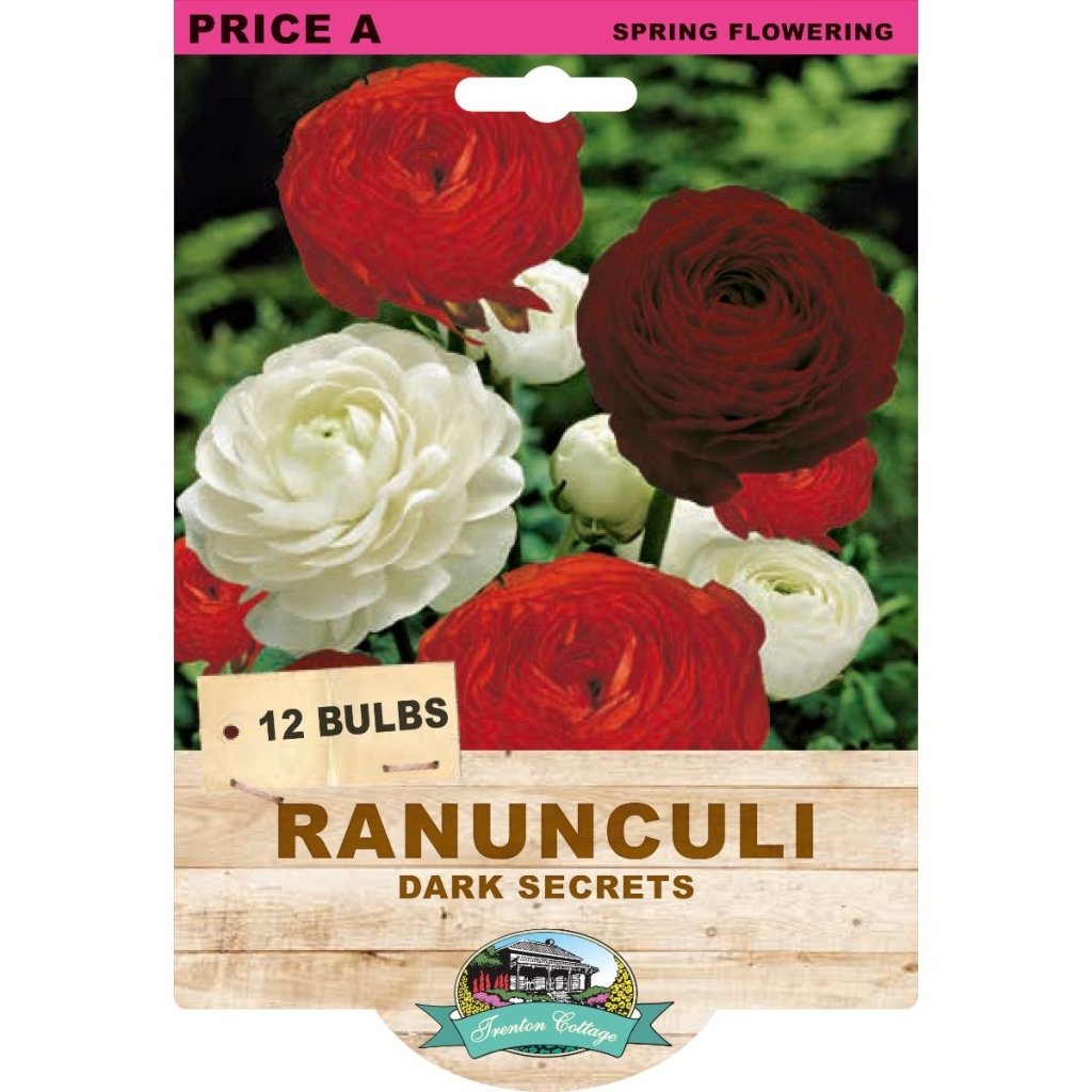 Ranunculi Dark Secrets Mixed (Pack of 12 Bulbs) - Happy Valley Seeds