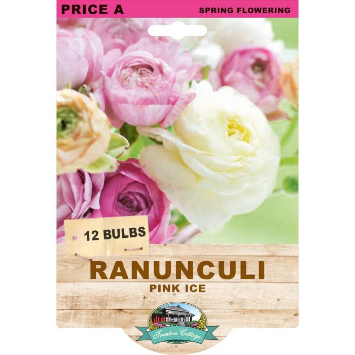 Ranunculi Pink Ice (Pack of 12 Bulbs) - Happy Valley Seeds