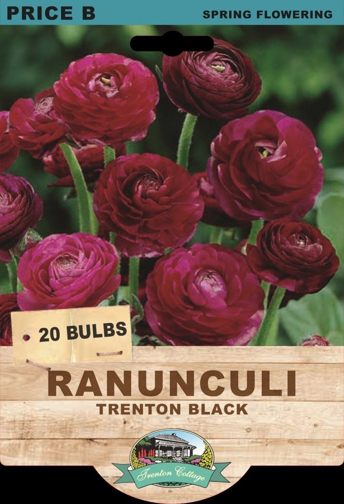 Ranunculi Trenton Black (Pack of 20 Bulbs) - Happy Valley Seeds