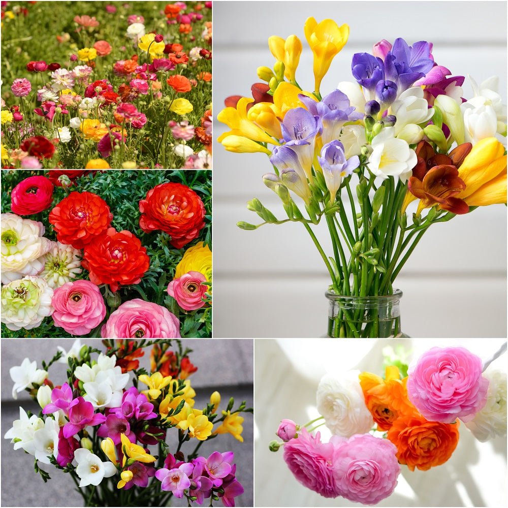 Ranunculus & Freesia Duo (Pack of 40 Bulbs) - Happy Valley Seeds
