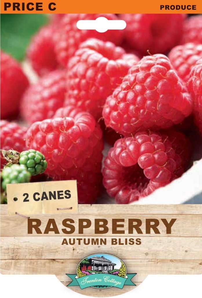 Raspberry - Autumn Bliss (Pack of 2 Canes) (TC) - Happy Valley Seeds