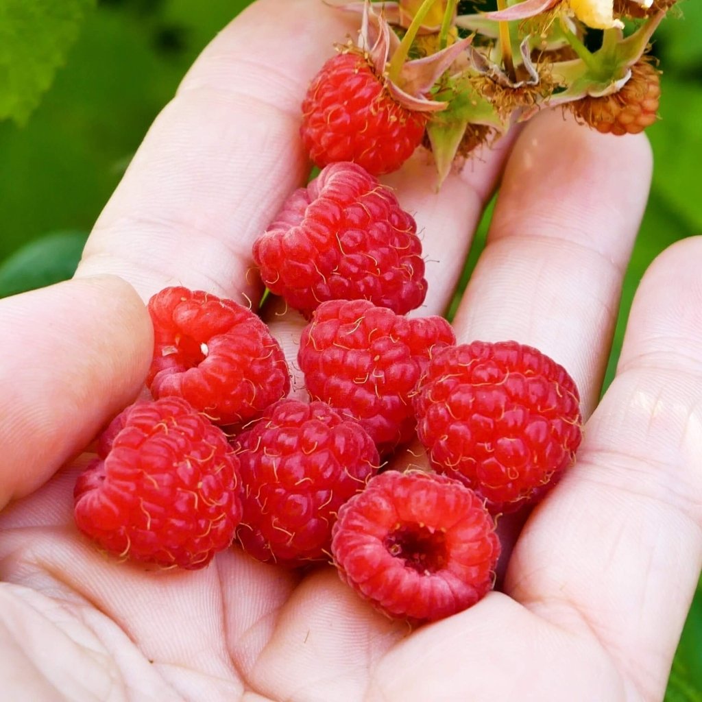 Raspberry - Serpells Willamette (Pack of 2 Canes) (TC) - Happy Valley Seeds